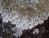 Pyxine sorediata image