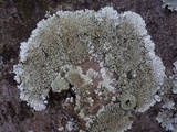 Pyxine sorediata image