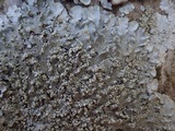 Punctelia subrudecta image