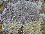Punctelia subrudecta image