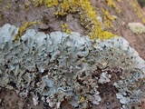 Punctelia subrudecta image