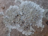 Punctelia subrudecta image