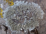 Punctelia subrudecta image