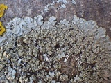 Punctelia subrudecta image