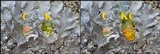 Punctelia subrudecta image