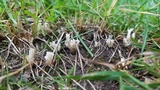 Clavulina coralloides image