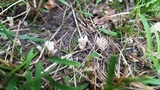 Clavulina coralloides image
