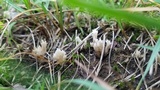 Clavulina coralloides image
