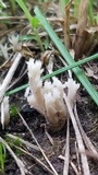 Clavulina coralloides image