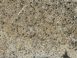 Aspicilia cinerea image