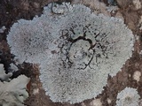 Physcia clementei image