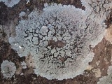 Physcia clementei image