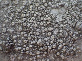 Ochrolechia szatalaensis image
