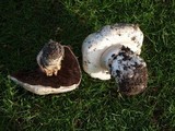 Agaricus bitorquis image
