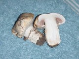 Agaricus bitorquis image
