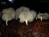 Favolus tenuiculus image