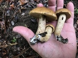 Leccinum rugosiceps image
