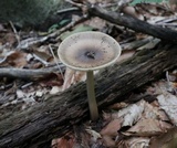 Amanita magna image
