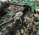 Amanita magna image