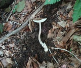 Amanita magna image