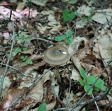 Amanita magna image