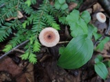 Crinipellis setipes image