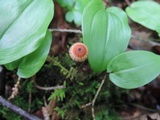 Crinipellis setipes image