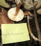 Lepiota clypeolaria image