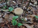 Oudemansiella furfuracea image