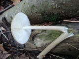 Oudemansiella furfuracea image