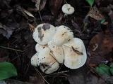 Hygrophorus laurae image