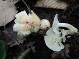 Hygrophorus laurae image