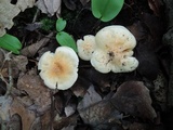 Hygrophorus laurae image