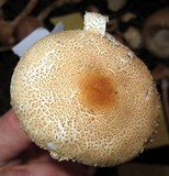 Lepiota clypeolaria image