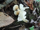 Hygrophorus laurae image