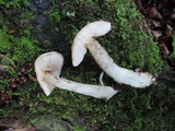 Leccinum holopus image