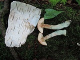 Leccinum holopus image