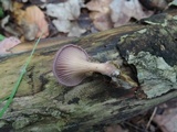 Panus conchatus image