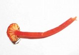 Hygrocybe miniata image