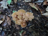 Cortinarius distans image