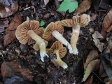 Cortinarius distans image