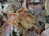 Cortinarius distans image