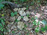 Polyporus umbellatus image