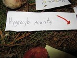Hygrocybe miniata image
