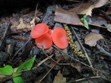 Sarcoscypha occidentalis image