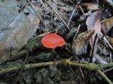 Sarcoscypha occidentalis image