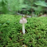 Amanita sect. Vaginatae image