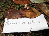 Marasmius capillaris image