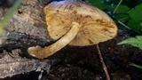 Gymnopilus luteus image