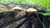 Gymnopilus luteus image